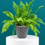 Floraison_fteri_se_geometriko_pot_a