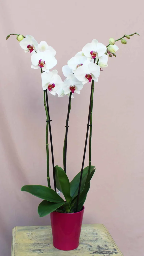 falainopsis_red_lips_a