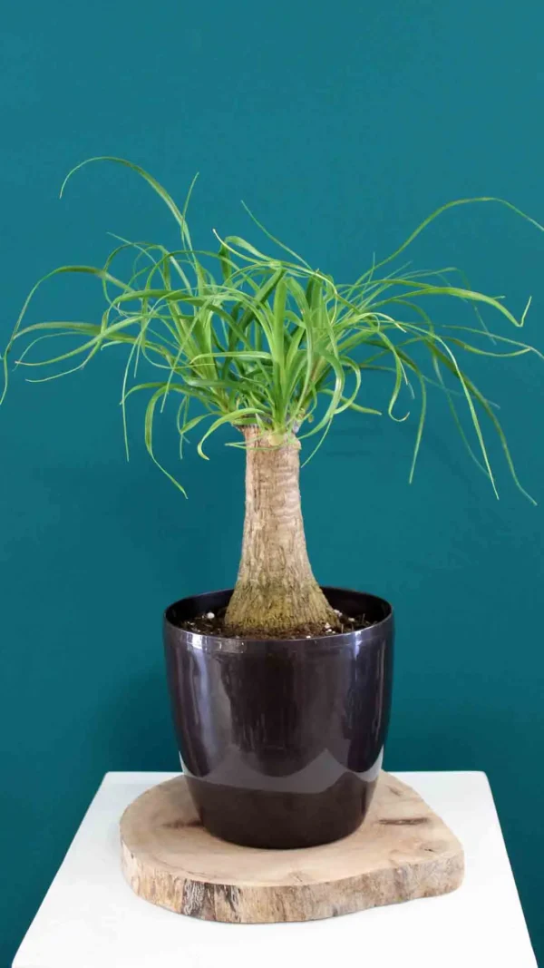 floraison_bokarnea_roto_new_a