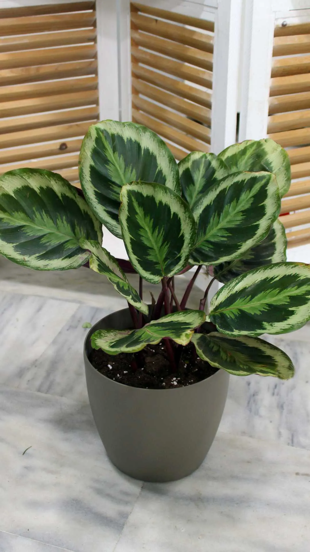 floraison_calathea_medallion_a floraison_calathea_medallion_a