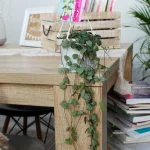 floraison_ceropegia_a