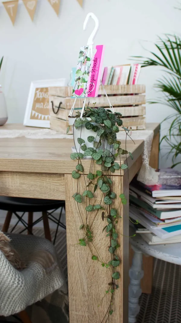 floraison_ceropegia_a