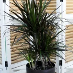 floraison_dracaena_martzinata_a