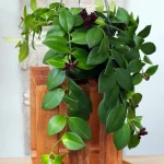 floraison_eschinanthus_a