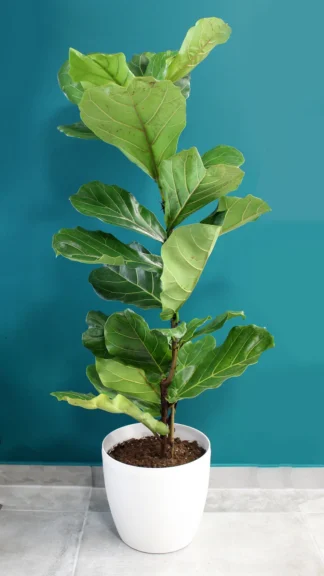 floraison_fikos_lirata_se_roto_a