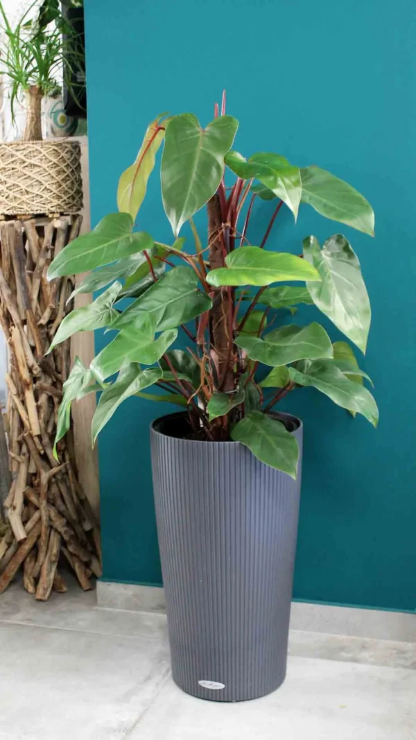 floraison_fillodentro_se_cilindro_a