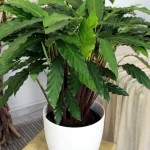 floraison_kalathea_bluegrass_kalathi_d