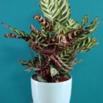 floraison_kalathea_makoyana_roto_a