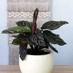 floraison_kalathea_ornata_se_pot_b