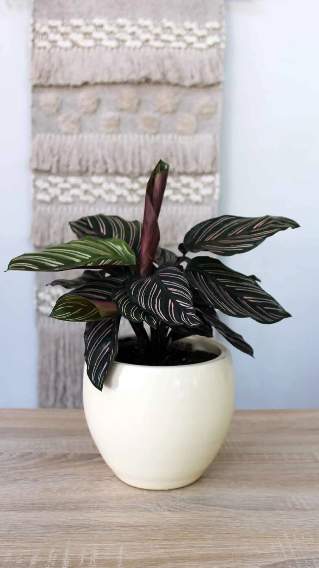 floraison_kalathea_ornata_se_pot_b floraison_kalathea_ornata_se_pot_b