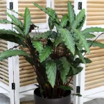 floraison_kalathea_rufibarba_a