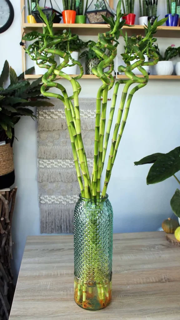 floraison_lucky_bamboo_1m_a