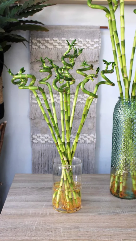 floraison_lucky_bamboo_60cm_a