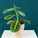 floraison_maranta_se_pot_a