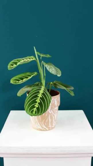 floraison_maranta_se_pot_a
