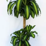 floraison_massangeana_large_a