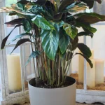 floraison_maui_queen_roto_c