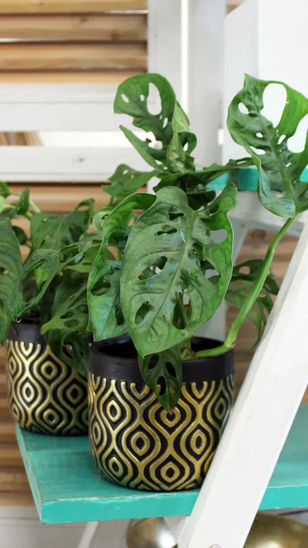 floraison_monstera_monkey_mask_mauro_a