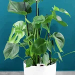floraison_monstera_se_roto_a