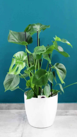 floraison_monstera_se_roto_a