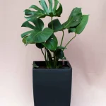 floraison_monstera_se_tetra_a