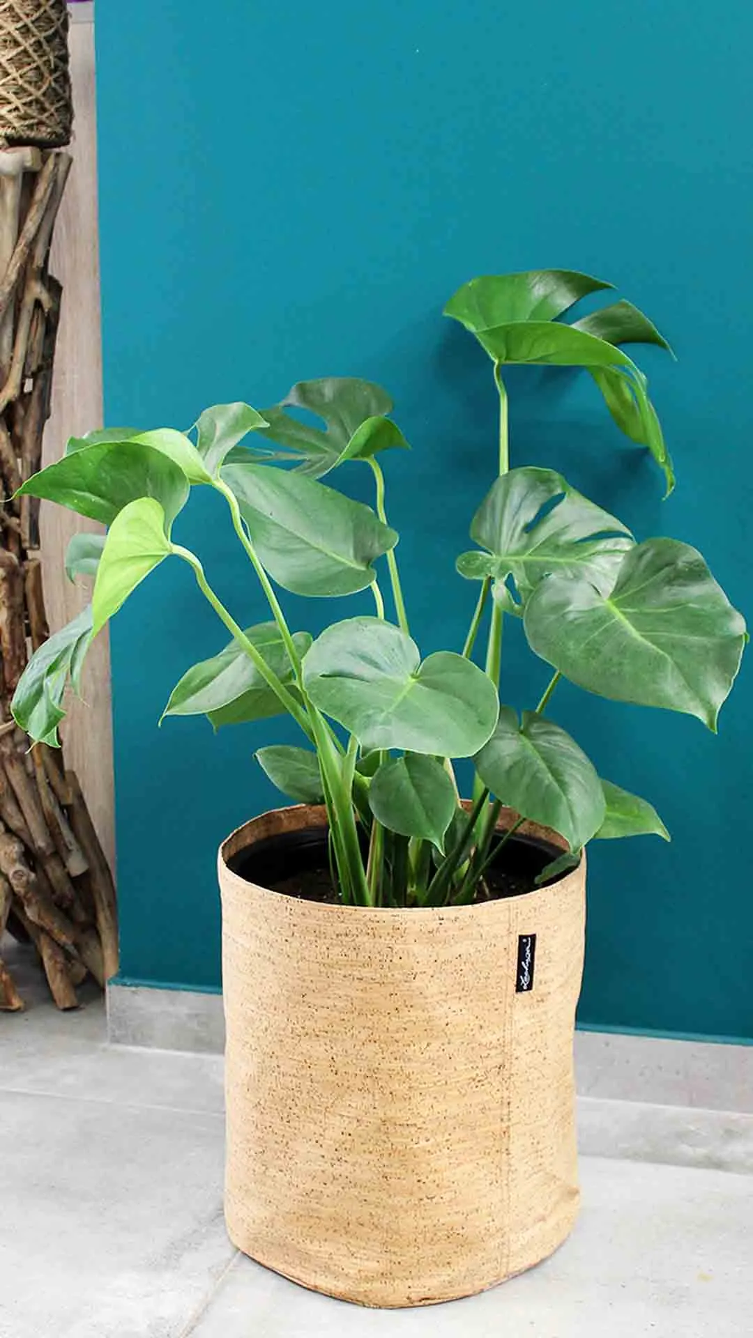floraison_monstera_se_trend_cover_cork_a