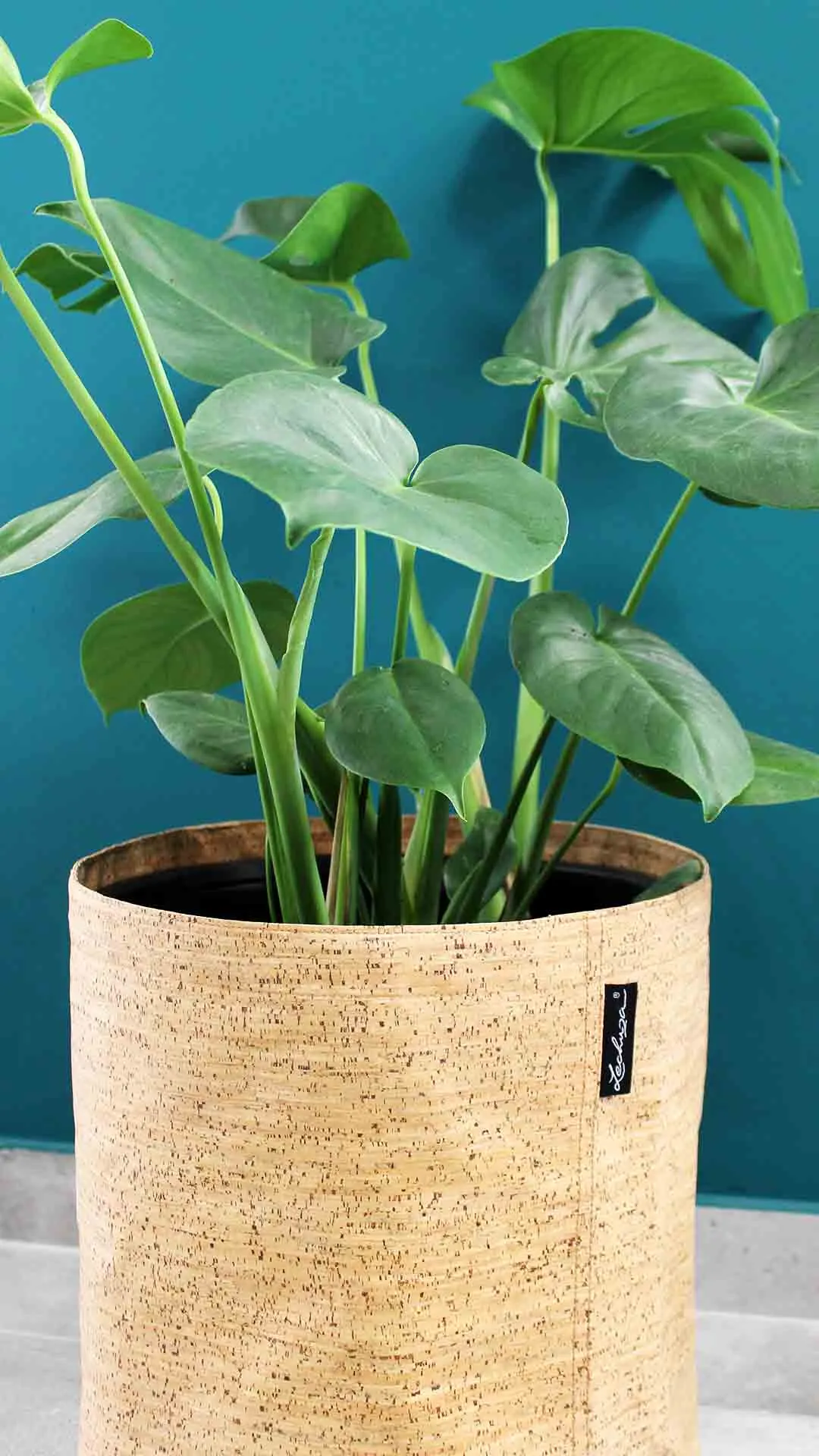 floraison_monstera_se_trend_cover_cork_b