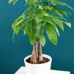 floraison_paxira_leuko_kaspo_new_a