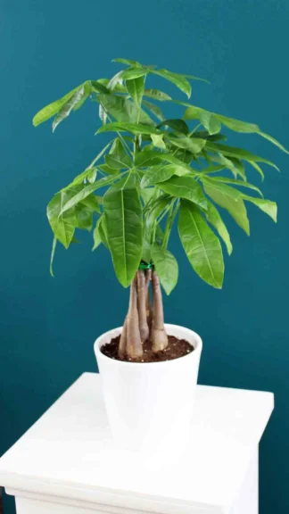 floraison_paxira_leuko_kaspo_new_a