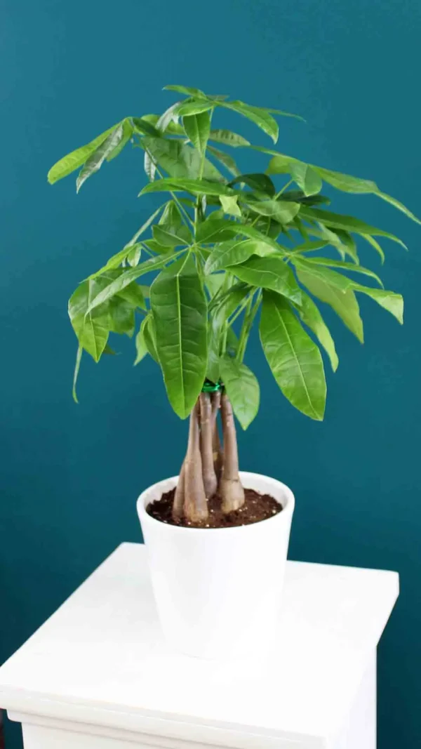 floraison_paxira_leuko_kaspo_new_a