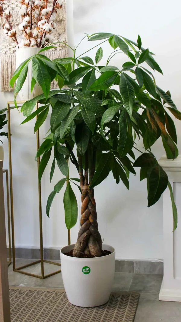 floraison_paxira_se_roto_new_a