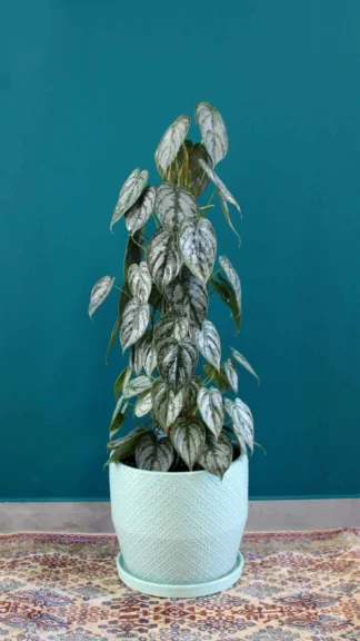floraison_philodendron_se_keramiko_a