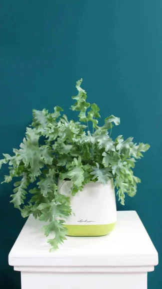 floraison_phlebodium_se_yula_pot_a