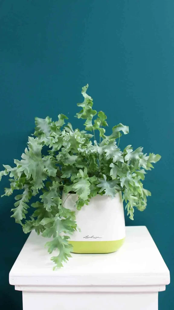 floraison_phlebodium_se_yula_pot_a