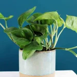 floraison_pothos_se_kaspo_a-1