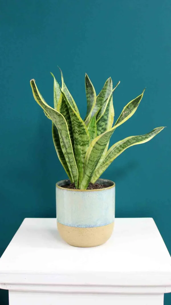floraison_sansevieria_se_keramiko_pot_a
