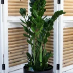 floraison_zamia_megali_a