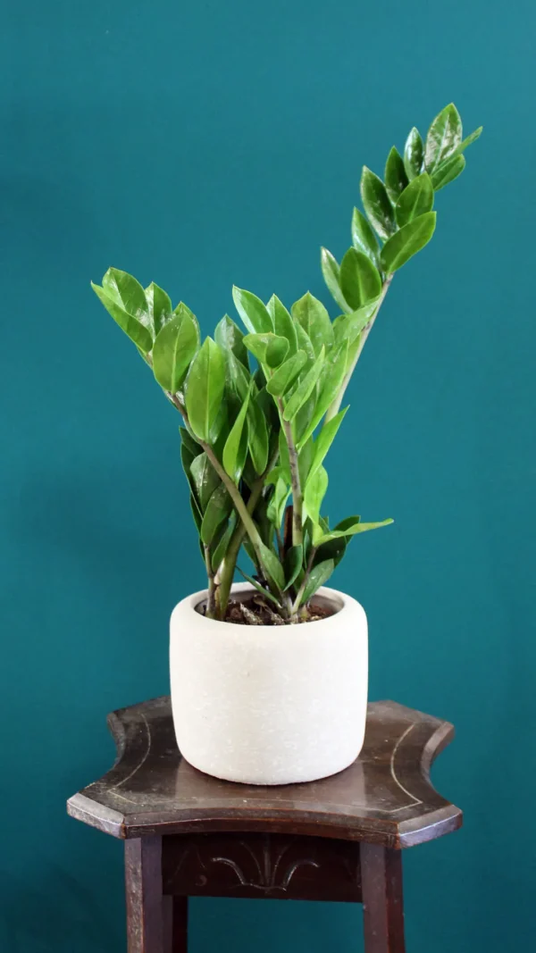 floraison_zamia_mikri_se_mpez_pot_new_a