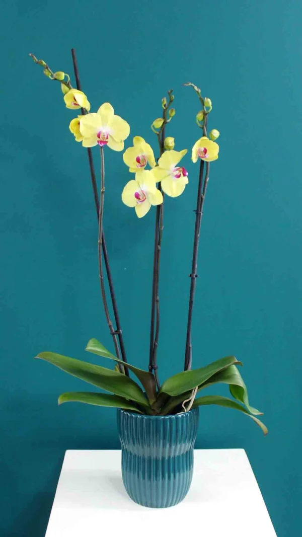 kitrini_falainopsis_a