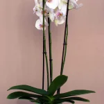 orxidea_leuko_lila_aa