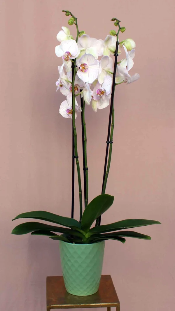 orxidea_leuko_lila_aa