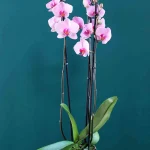 orxidea_lila_se_petrol_pot_a