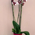 orxidea_pitsiloti_new_a