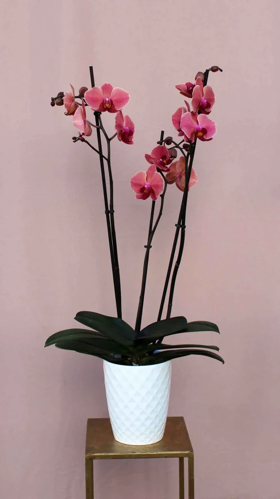 orxidea_sapio_milo_a