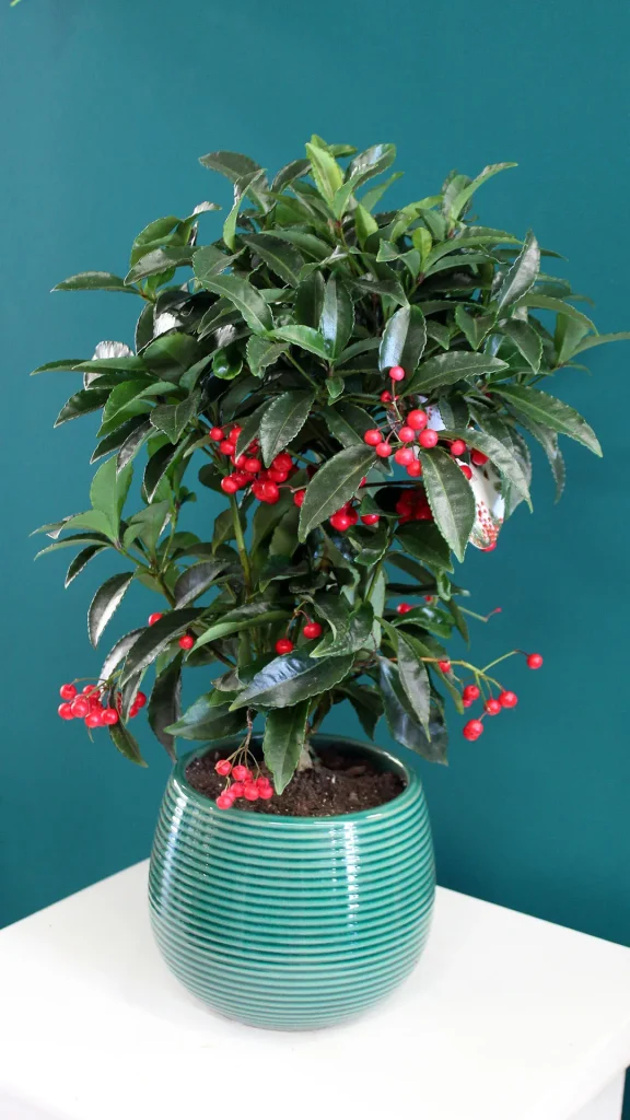 floraison_ardisia_se_pot_a