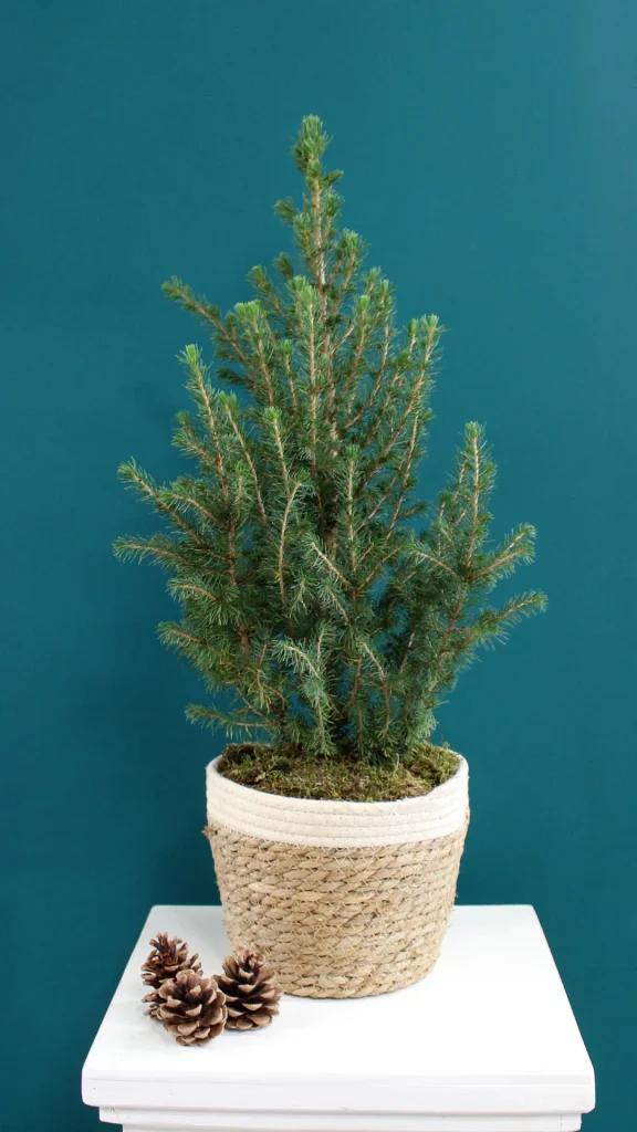 floraison_elato_pikea_se_kalathi_a