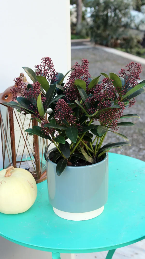 floraison_skimia_se_pot_a