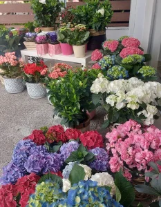 Floraison_store_1-1