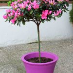 azalea_dentro_new_a
