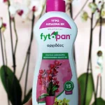 floraison_lipasma_orchid_a